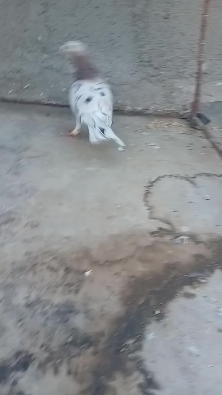 هفترنگ|پرنده|تاکستان, |دیوار