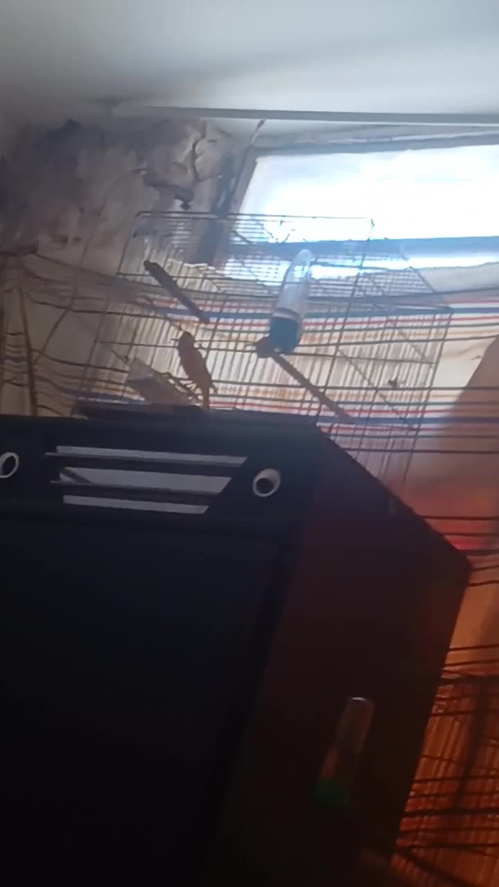 قناری نر شلاقی .|پرنده|بروجن, |دیوار