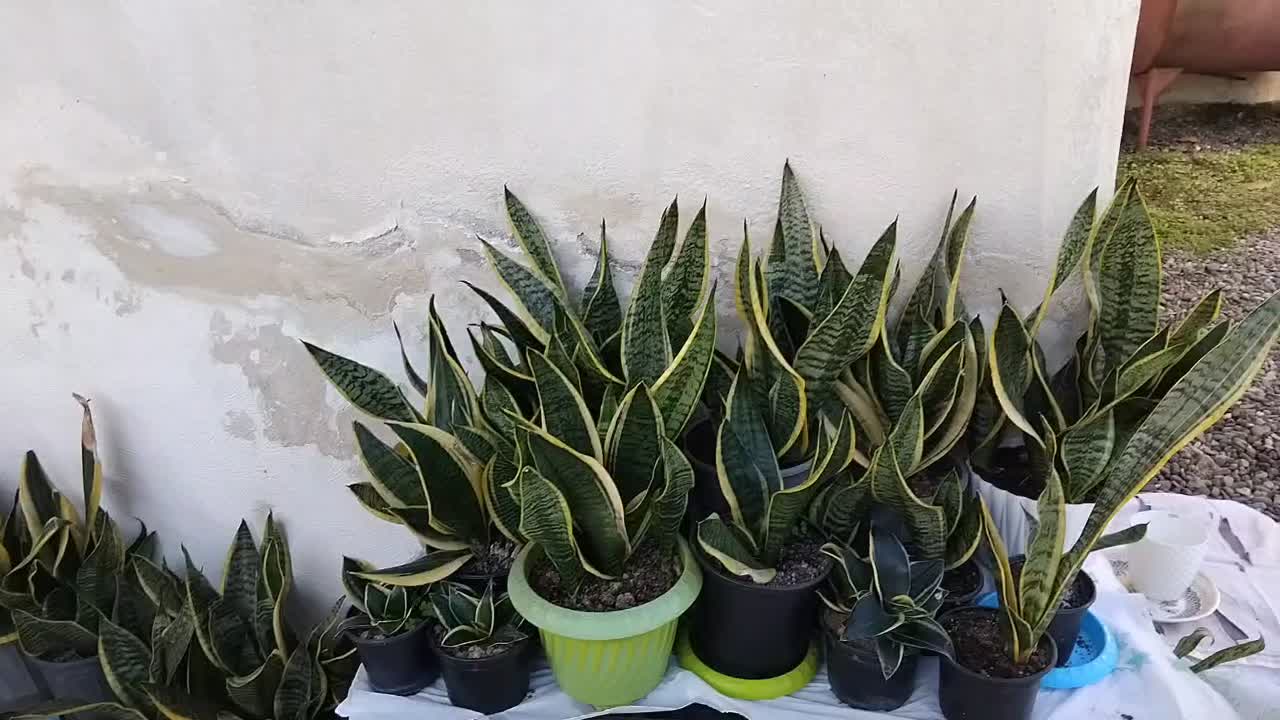 گل سانسوریا|گل و گیاه طبیعی|لاهیجان, آهندان|دیوار