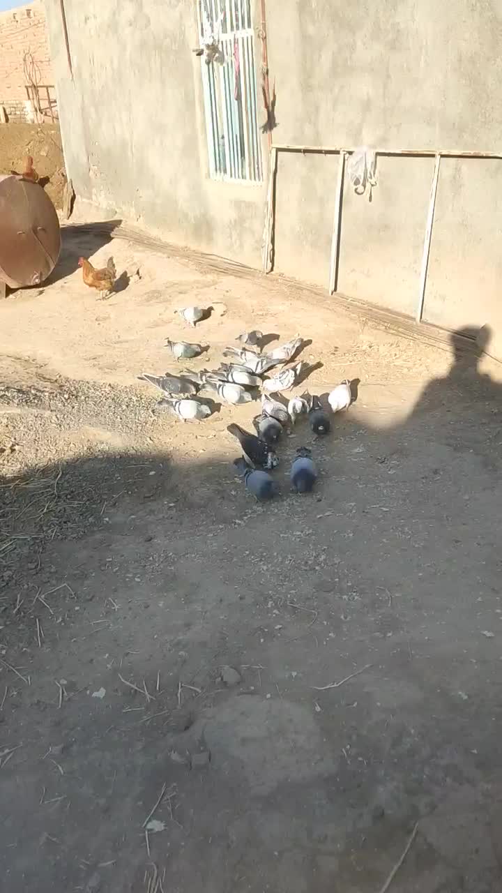 کفتر سبز آلمانی|پرنده|جوین, |دیوار