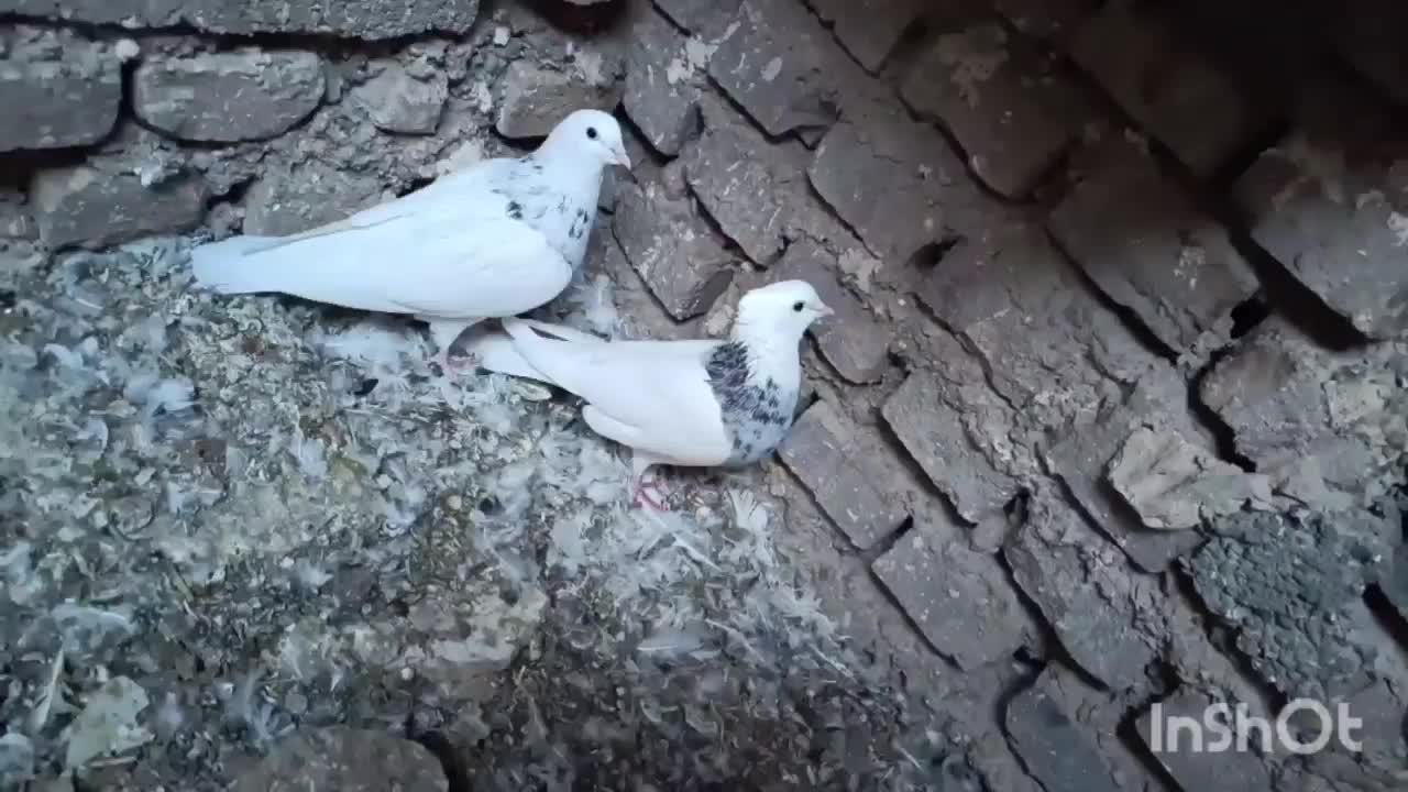 جفت طوق الماسی|پرنده|طبس, |دیوار