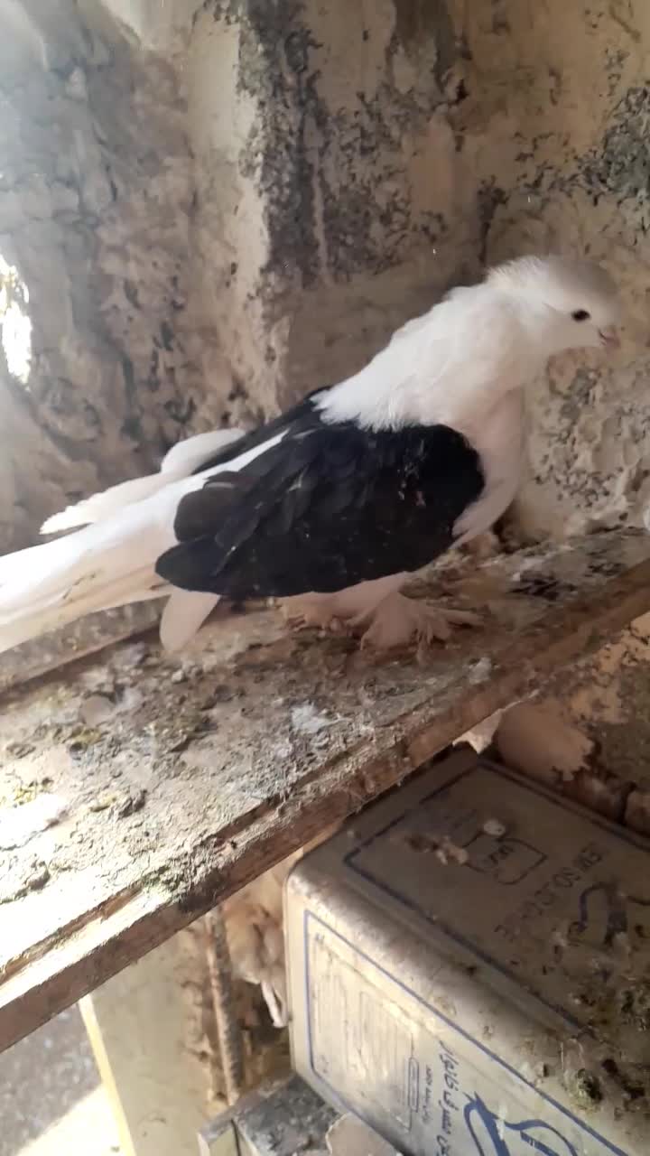 کبوتر|پرنده|سیلوانه, |دیوار