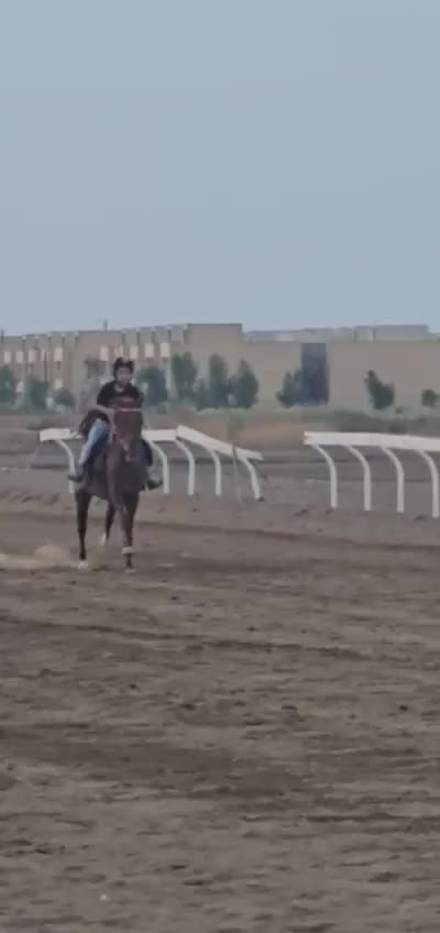 اسب مادیون|اسب و تجهیزات اسب‌سواری|امیدیه, |دیوار