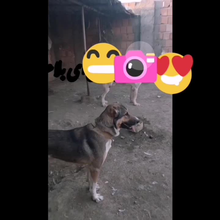 واگذاری نر سگ افغانی7ماهه|سگ|گرگان, |دیوار