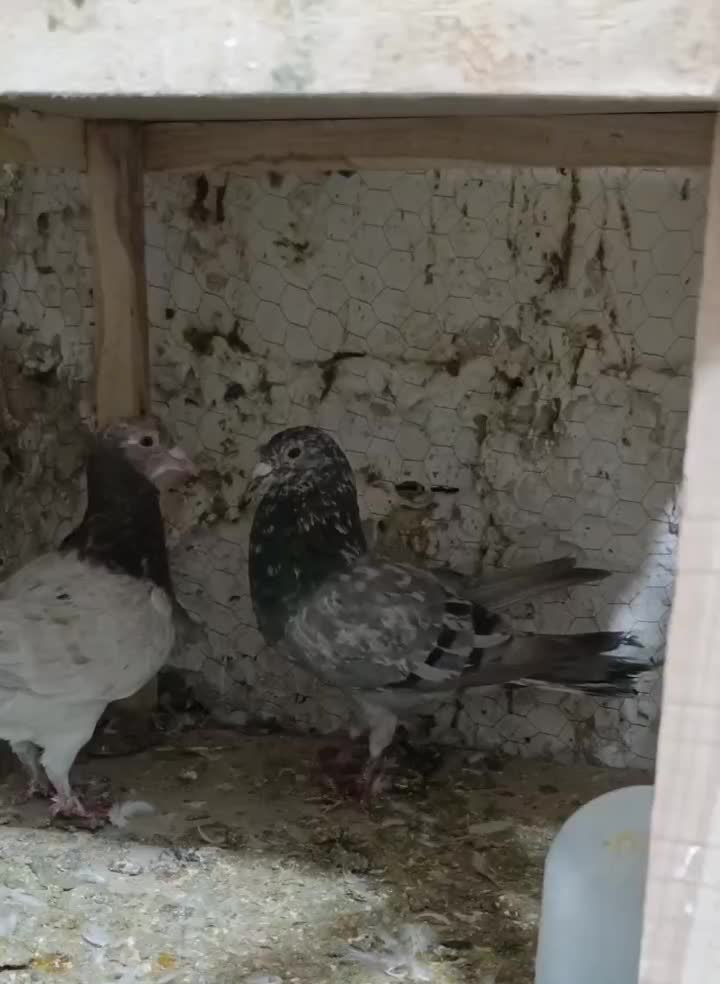 نر و ماده سار قزوینی‌جفتگاه۳تومن|پرنده|تربت‌حیدریه, مظفریه|دیوار