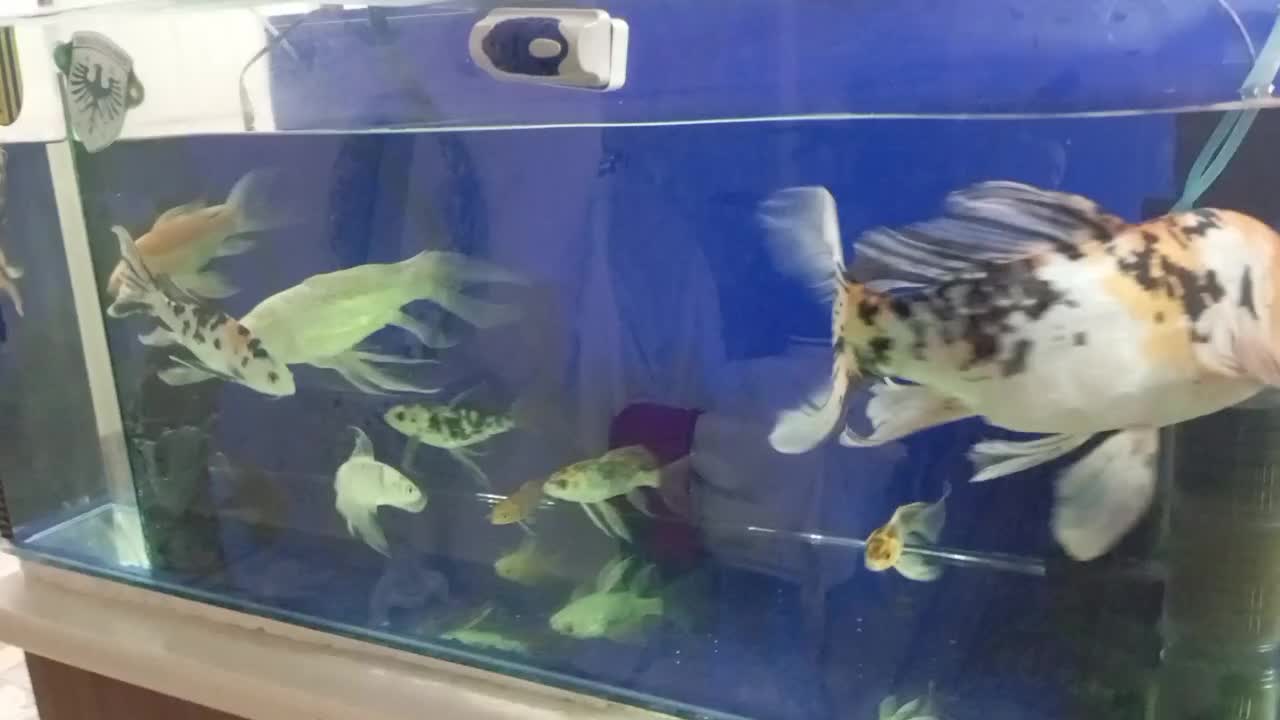 ماهی سانکه زاپنی|ماهی|رباطکریم, مسکن مهر آبشناسان|دیوار