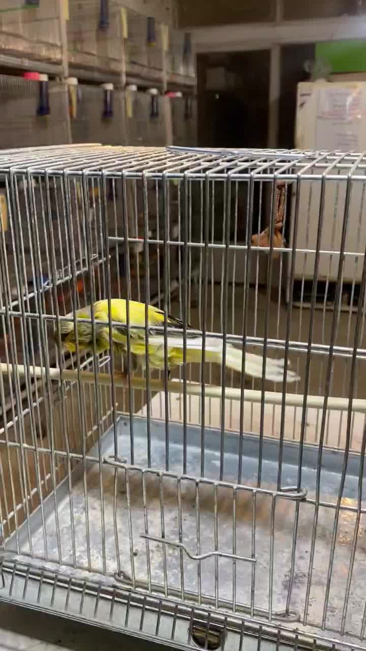 قناری نر رسمی بلند|پرنده|برخوار, |دیوار