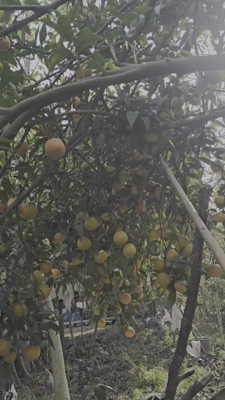 فروش عمده لیمو،یافا،تامسون|عمدهفروشی|جویبار, |دیوار