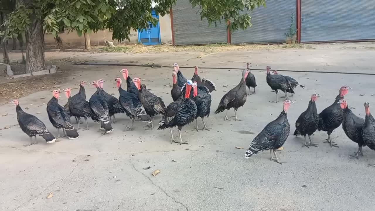 بوقلمون برنز محلی|حیوانات مزرعه|هشتگرد, ینگی امام|دیوار