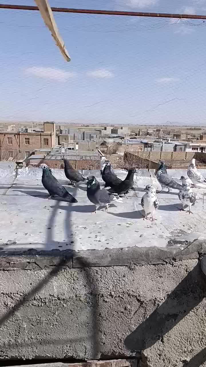 فروشی|پرنده|خنداب, |دیوار