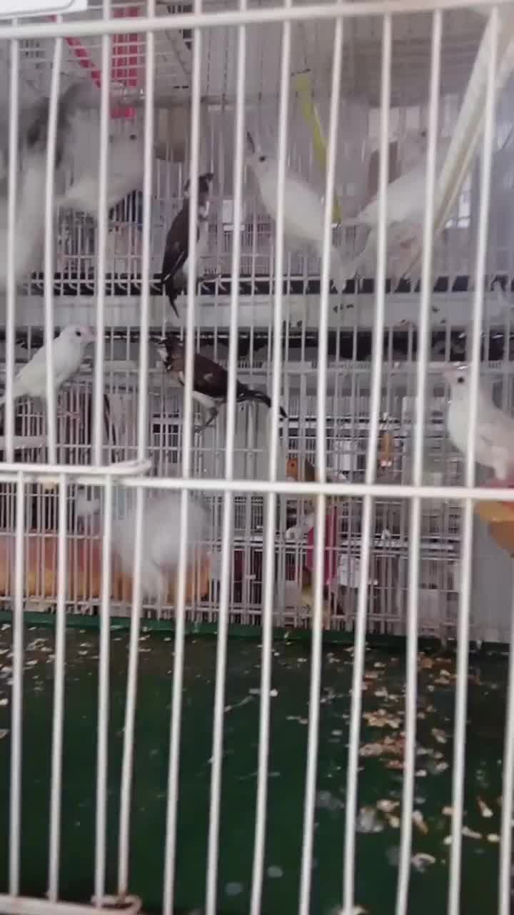 فنچ گلدین وکراواتی و جوجه گلدین و بنگالی|پرنده|مشهد, میان ولایت|دیوار