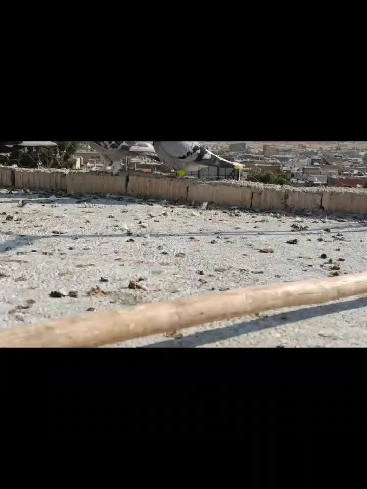 بهبهانی دونه ۲۰۰ تومن مقطوع|پرنده|شیراز, سعدیه شمالی|دیوار