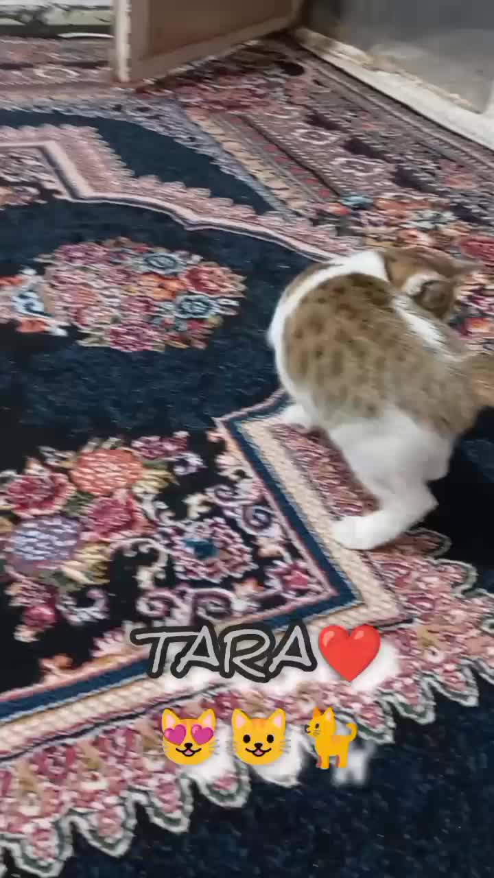 واگذاری گربه|گربه|شهرضا, |دیوار