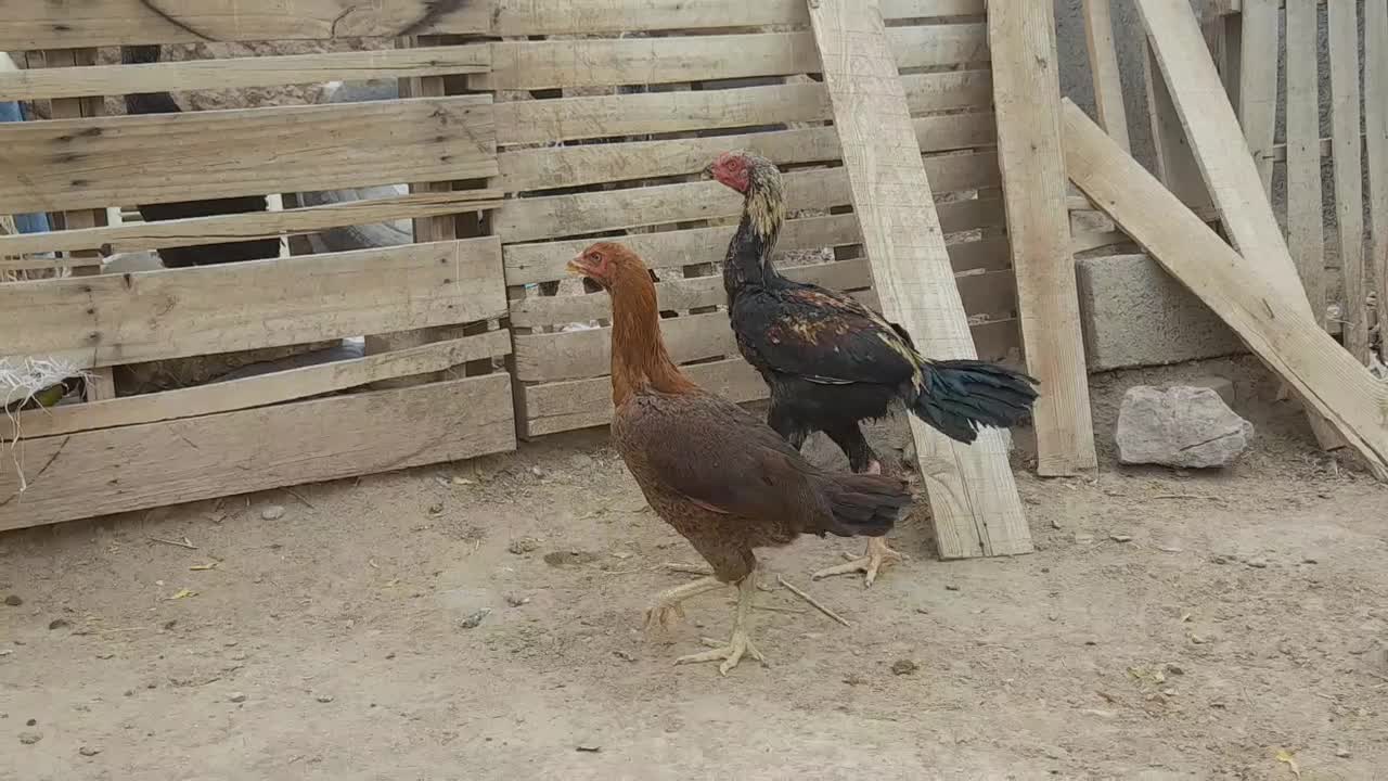 جوجه لاری|حیوانات مزرعه|خواف, |دیوار