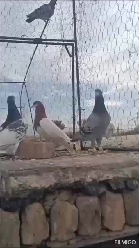 کبوتر پروندنی|پرنده|ششده و قره بلاغ, |دیوار