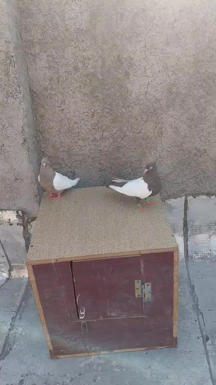 یک جفت کبوتر دوبال سفید|پرنده|پاکدشت, پاکدشت (مامازند)|دیوار