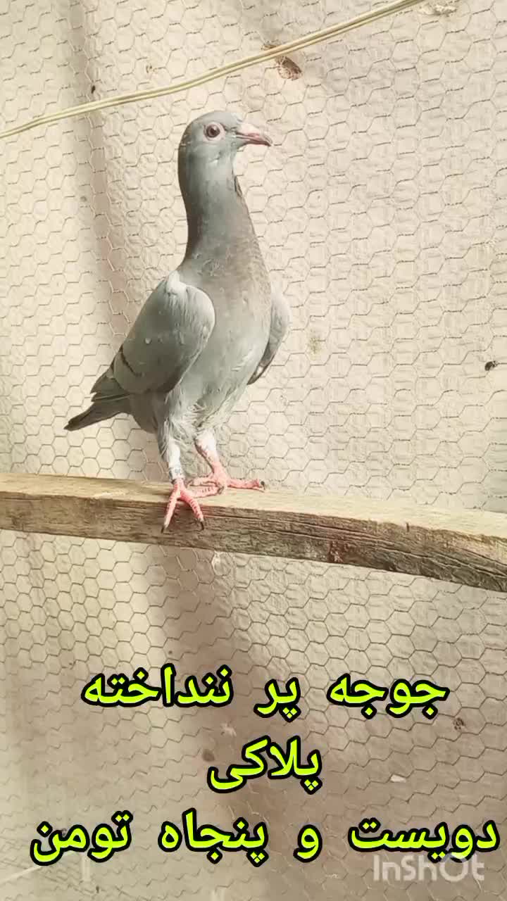 سه تا کبوتر پرشی|پرنده|گنبد کاووس, |دیوار