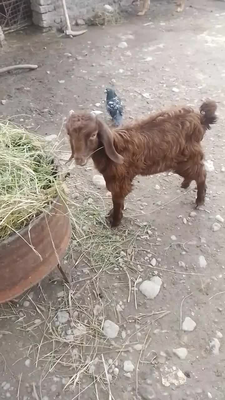 دوتا بزغاله نر|حیوانات مزرعه|گرگان, |دیوار