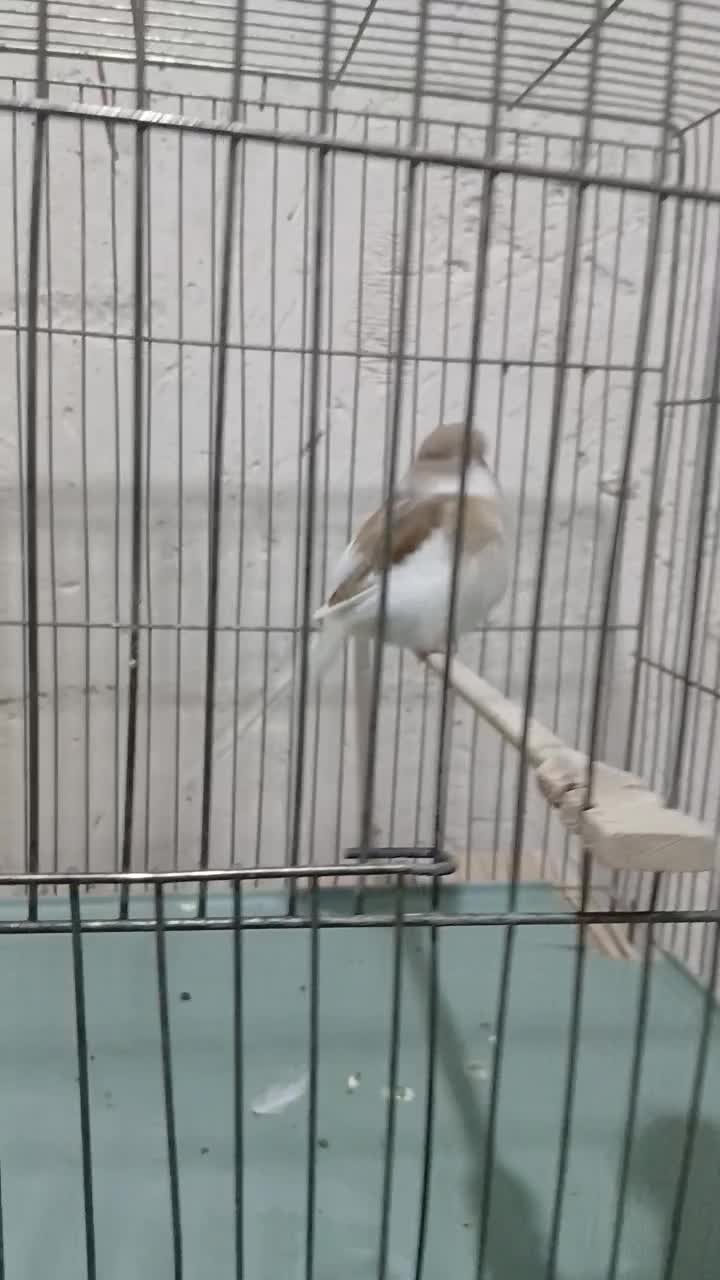 قناری گلاستر ماده سهره دو ماه قفس|پرنده|اسکو, |دیوار