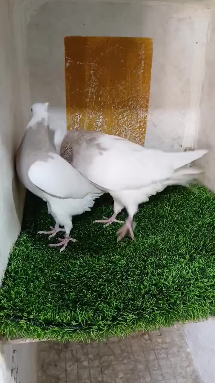 کبوتر طوقی،،سرور|پرنده|شهریار, شهرک بهاران (ویره)|دیوار