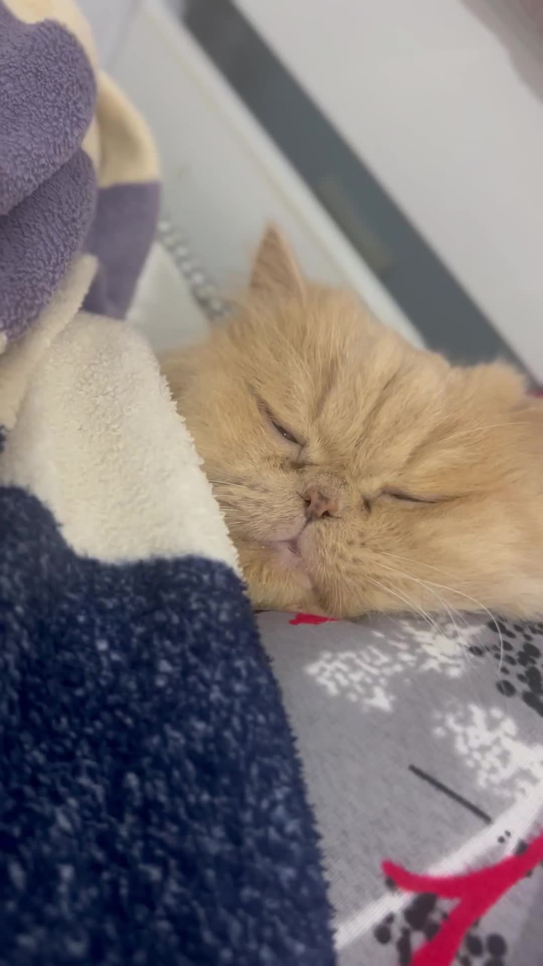 پرشین کت|گربه|چالوس, |دیوار