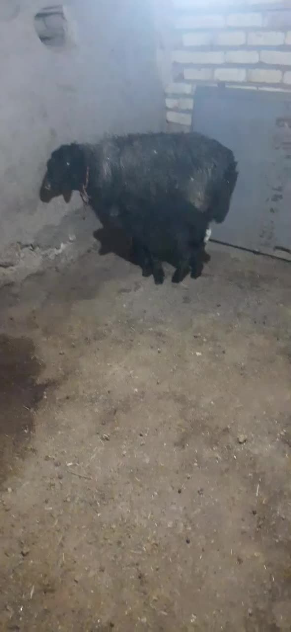 میش گوسفند|حیوانات مزرعه|فرمهین, |دیوار