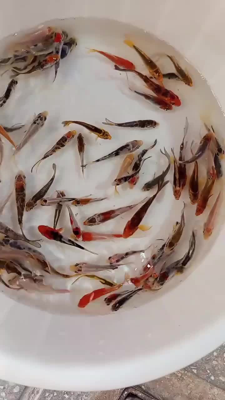 ماهی کوی|ماهی|یزد, |دیوار