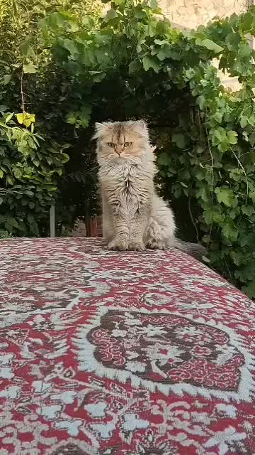 گربه بیریتیش لانگ هیر|گربه|قم, شهرک قدس|دیوار