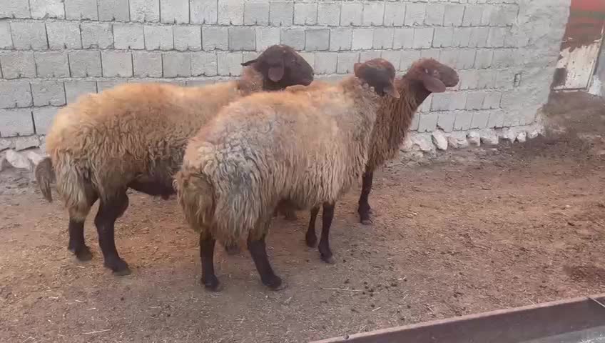 گوسفند، قوچ، دامداری|حیوانات مزرعه|دیواندره, |دیوار