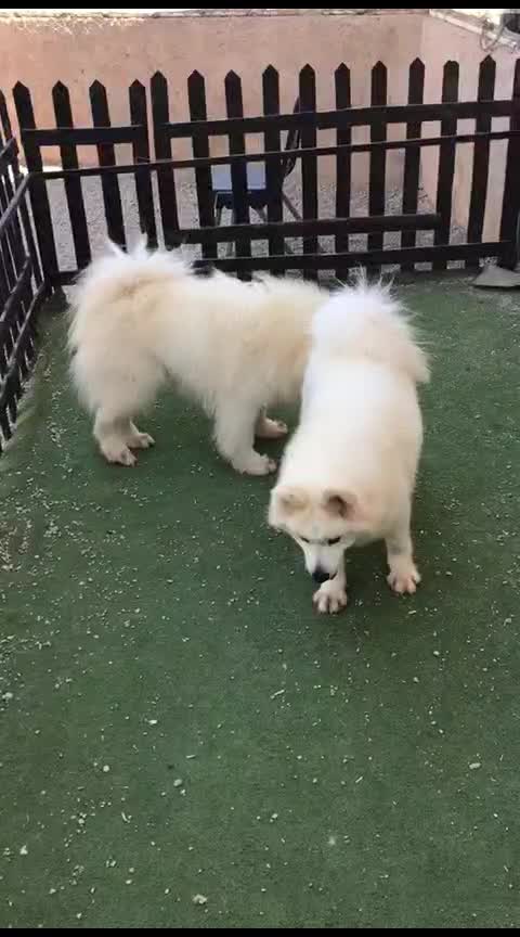 سامویید ماده فحل|سگ|کرج, فاز ۲ مهرشهر|دیوار