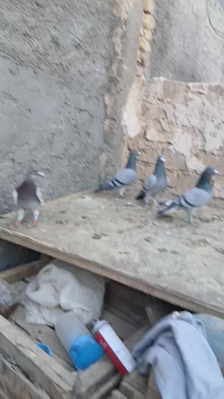 کبوتر مسافتی پلاکی|پرنده|حمیدیا, |دیوار