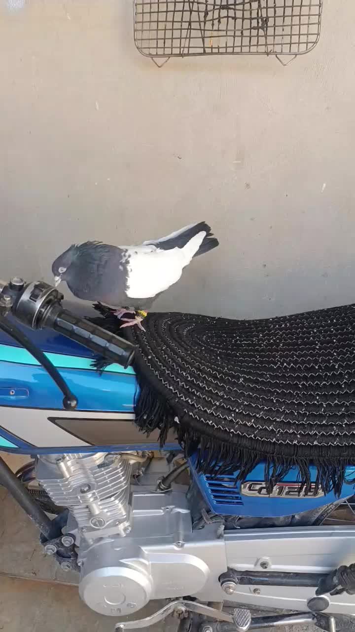 کفتر سینه سیاه|پرنده|جهرم, |دیوار