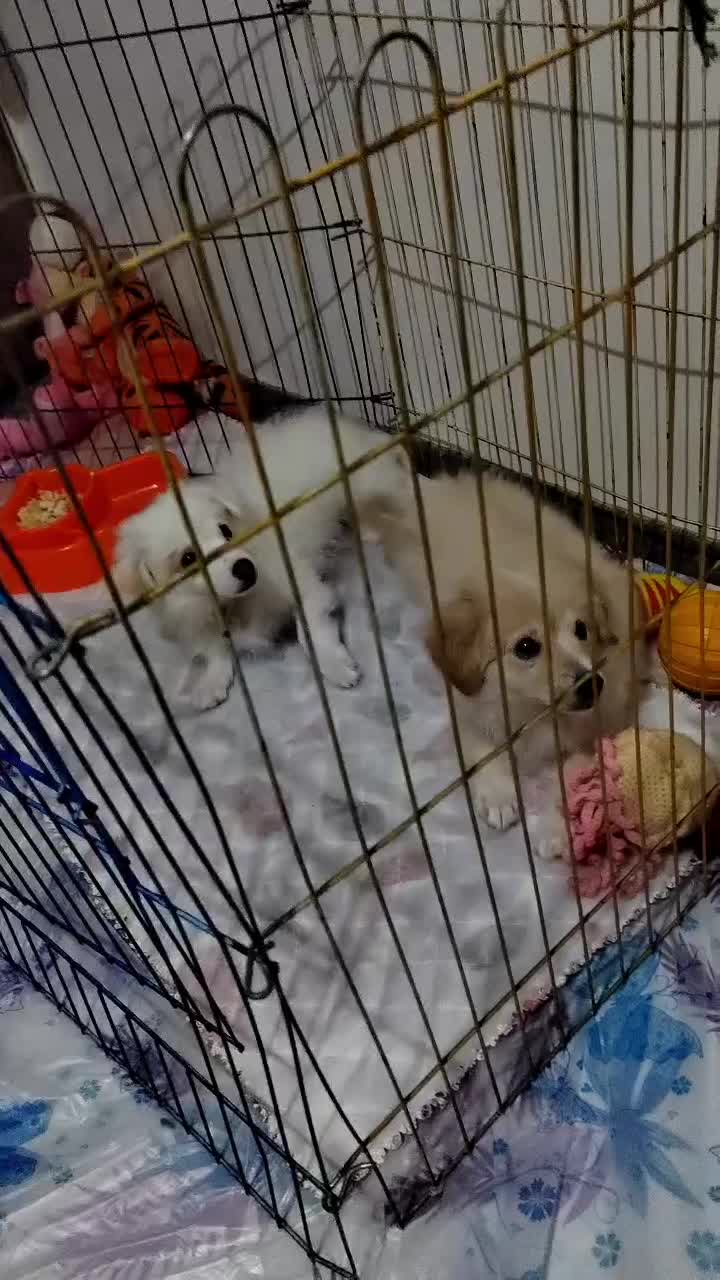 پامر روباهی|سگ|رشت, یخسازی|دیوار