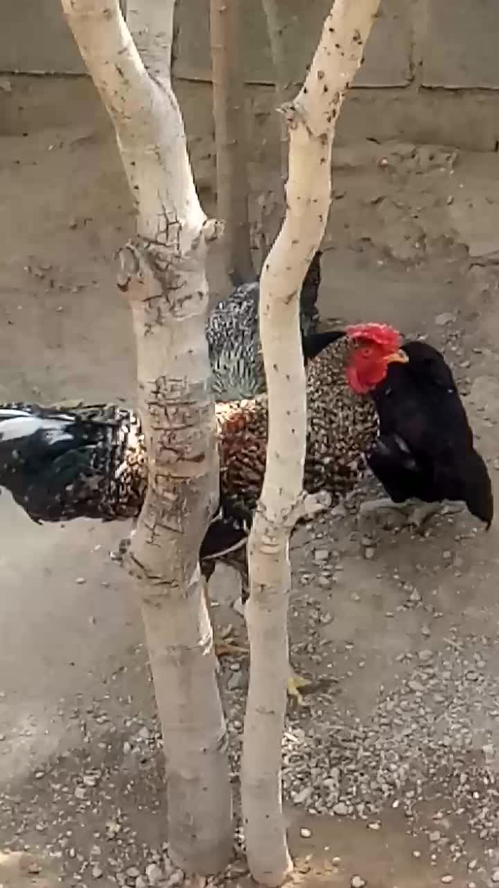 پنکه|پنکه و تصفیهکنندهٔ هوا|رودخانه, |دیوار