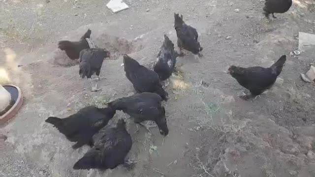 فروش تعدادی مرغ مرندی|حیوانات مزرعه|مرند, |دیوار