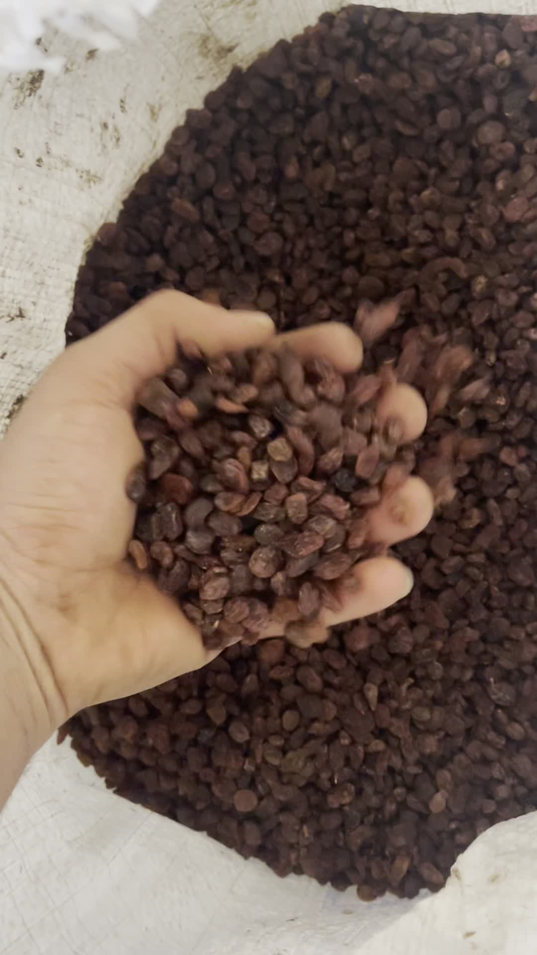 کشمش بیدانه افتابی|خوردنی و آشامیدنی|قزوین, |دیوار