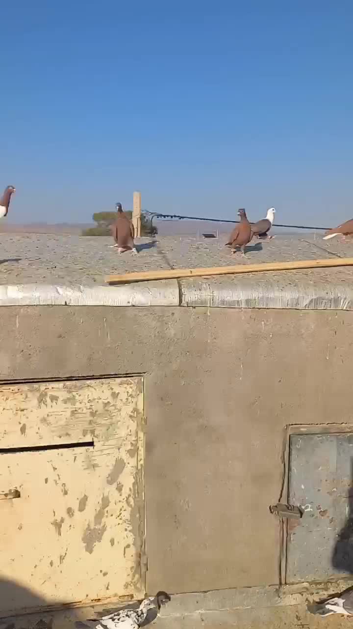 ۱۱ تا رنگه زده خوردی|پرنده|تربتحیدریه, پائین ولایت|دیوار