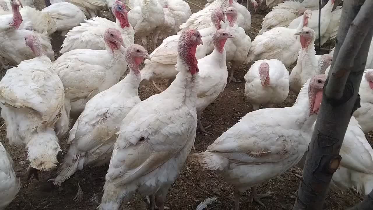 فروش ماشین جوجه کشی ۴۰۰ عددی اتومات|لوازم جانبی حیوانات|شاهین دژ, |دیوار