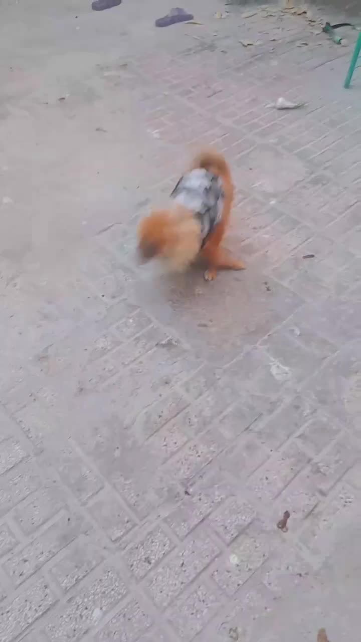 سگ پامرین خوشکل|سگ|تربت‌حیدریه, رضاشهر|دیوار