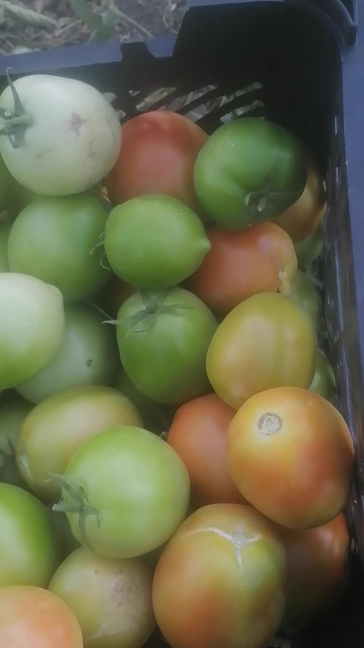 فروش گوجه قرمزوسبزدورنگ...|خوردنی و آشامیدنی|درودزن, |دیوار