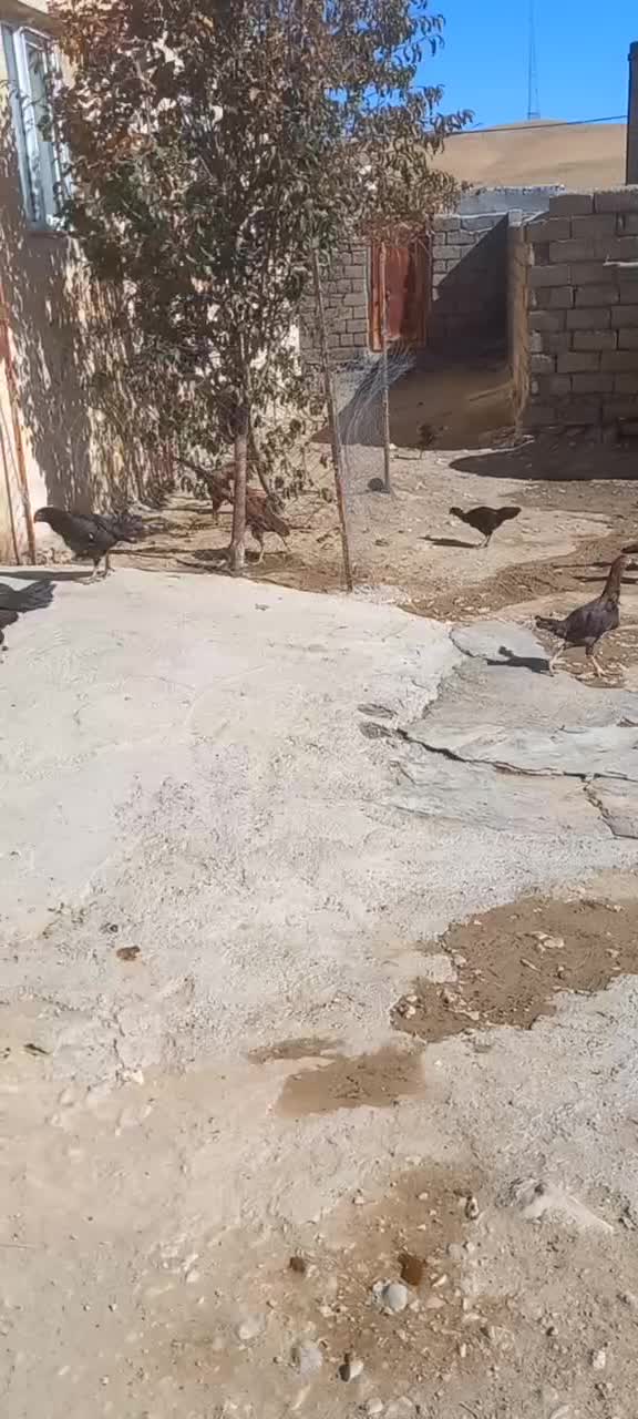 فروش مرغو خروس لاری|حیوانات مزرعه|دیواندره, |دیوار