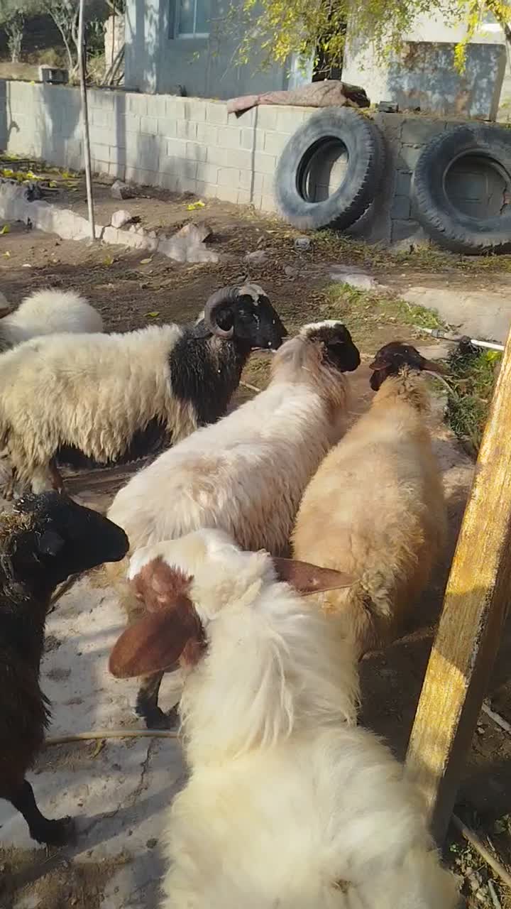 7 راس میش ابس|حیوانات مزرعه|لوشان, |دیوار