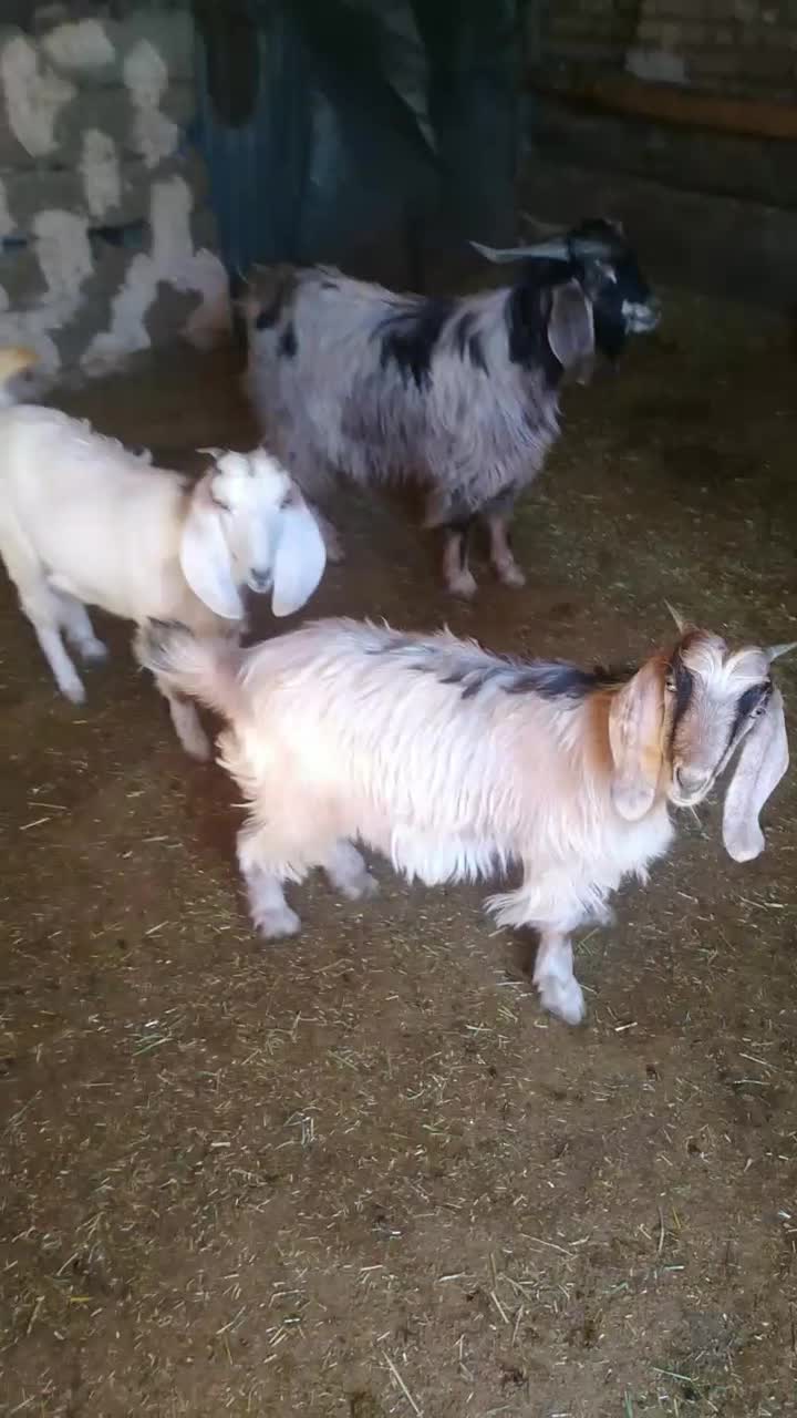 بزغاله|حیوانات مزرعه|بیرانوند, |دیوار