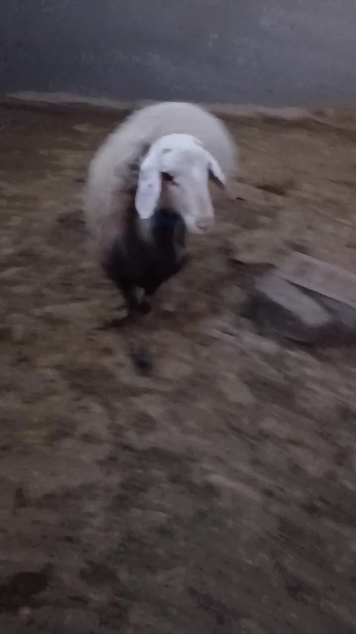 بره قوچ های هترو و همو|حیوانات مزرعه|اسفراین, |دیوار