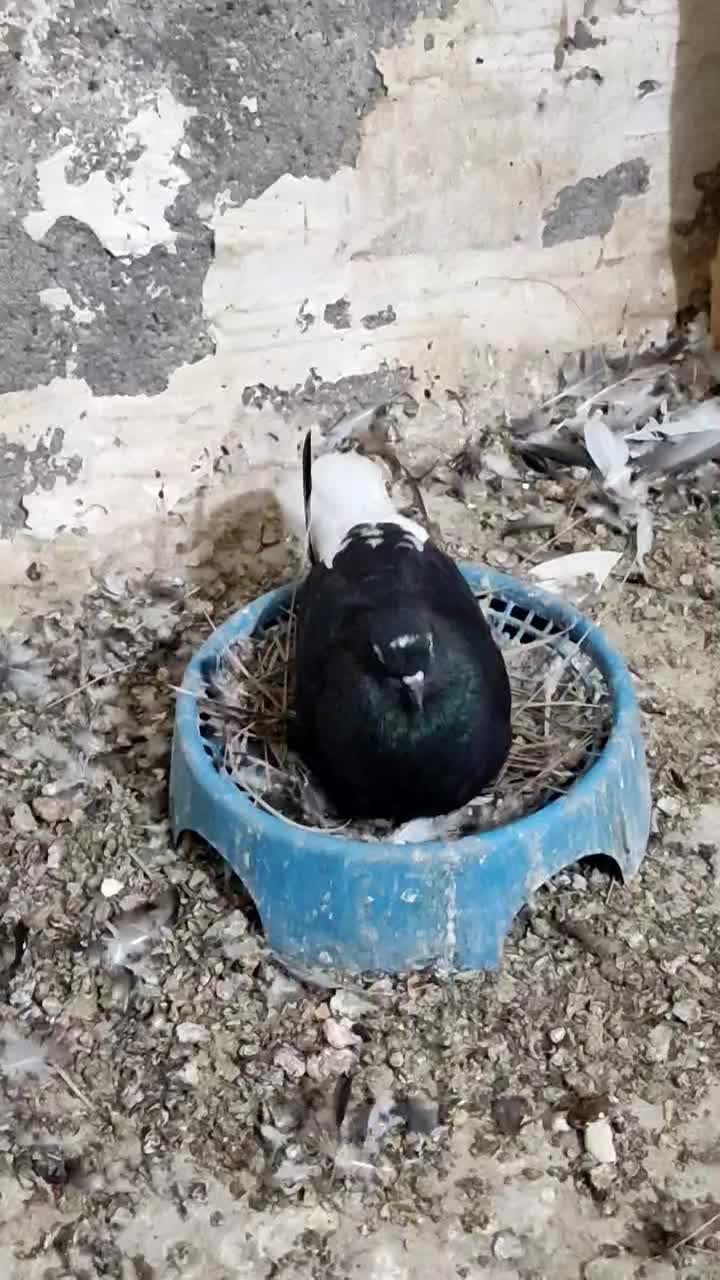 کپوتر اشعل و سینیی|پرنده|حمیدیه, |دیوار