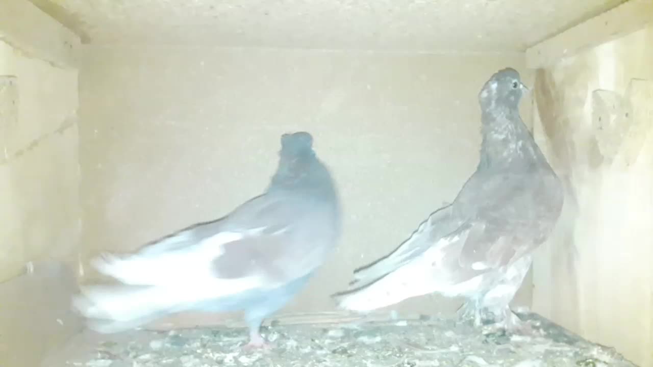 معاوضه|پرنده|گرگان, |دیوار