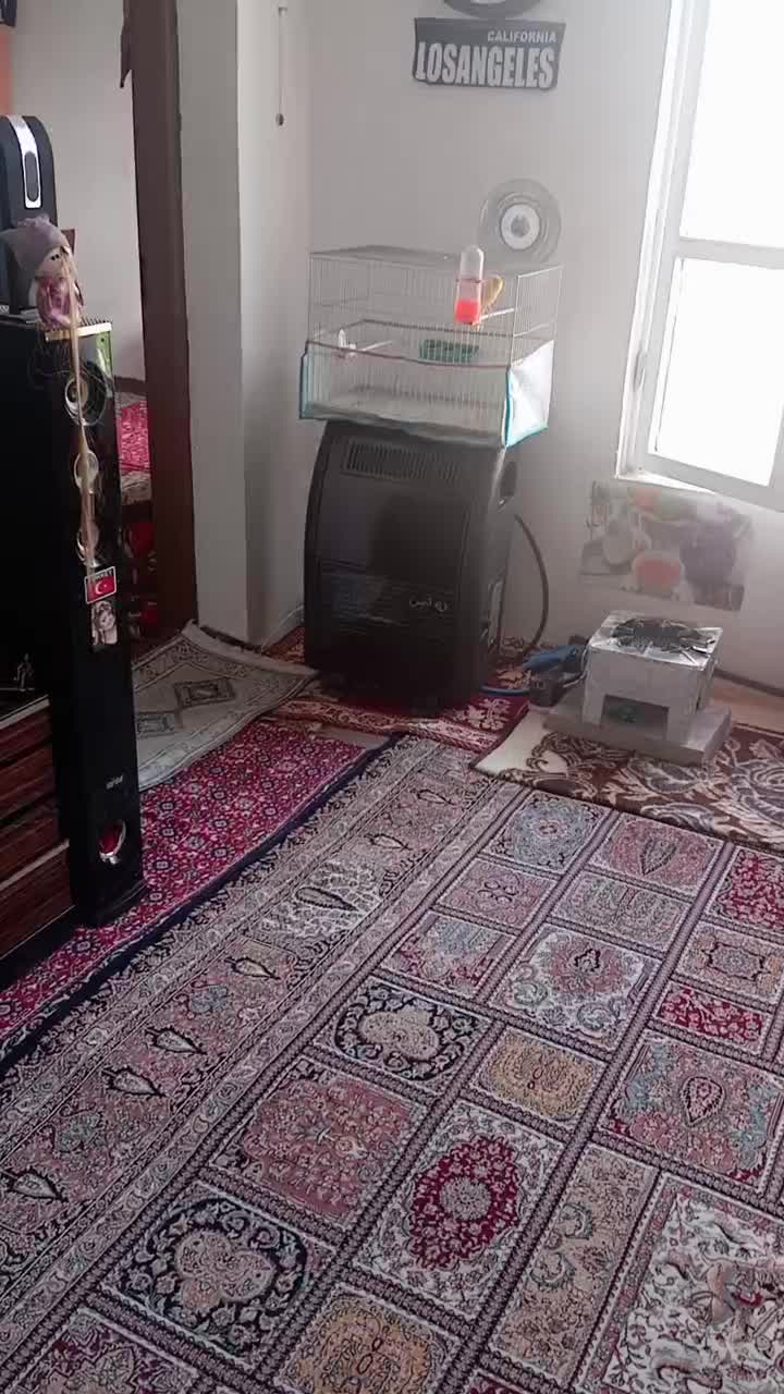 فروش پرنده ی خوش صدا|پرنده|تبریز, |دیوار