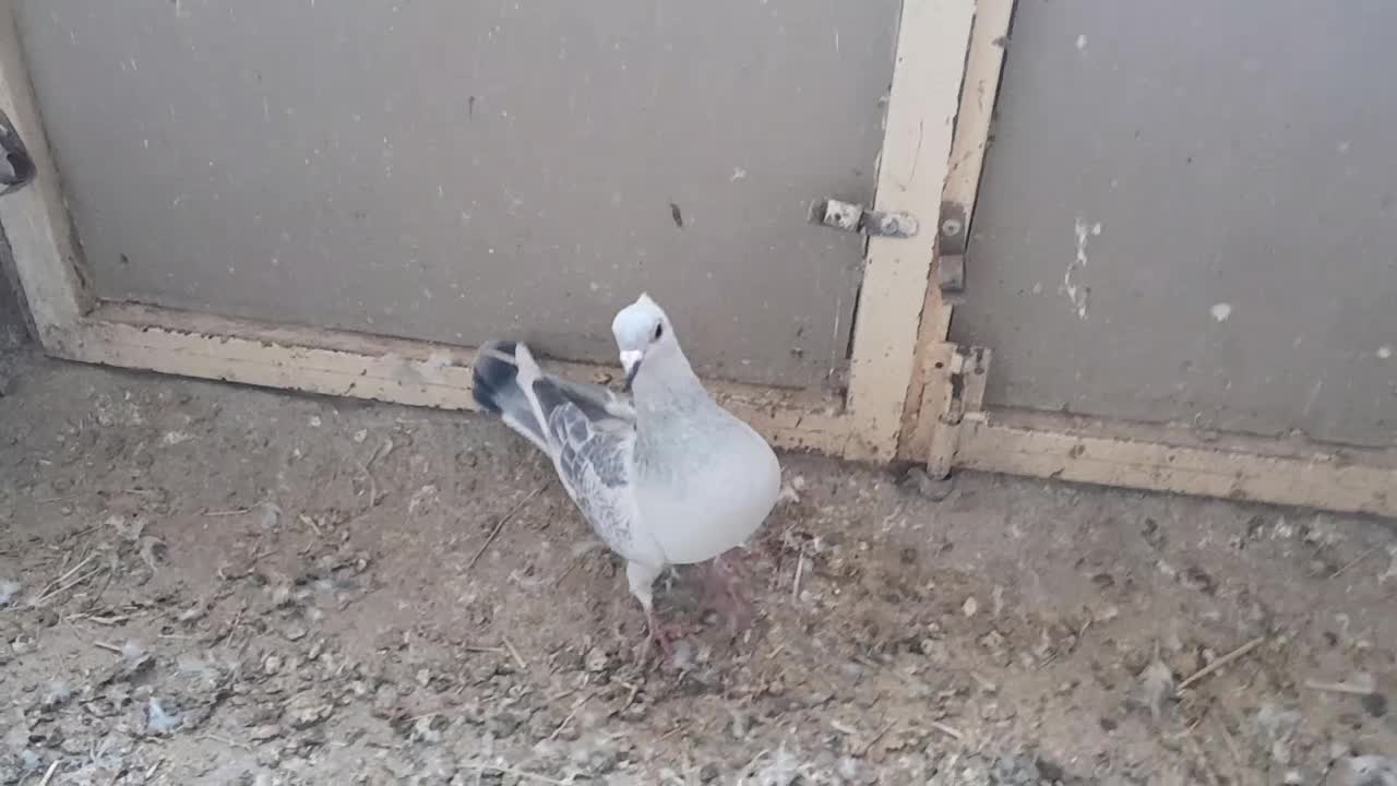 پولک شامی کاکلی|پرنده|طبس, |دیوار