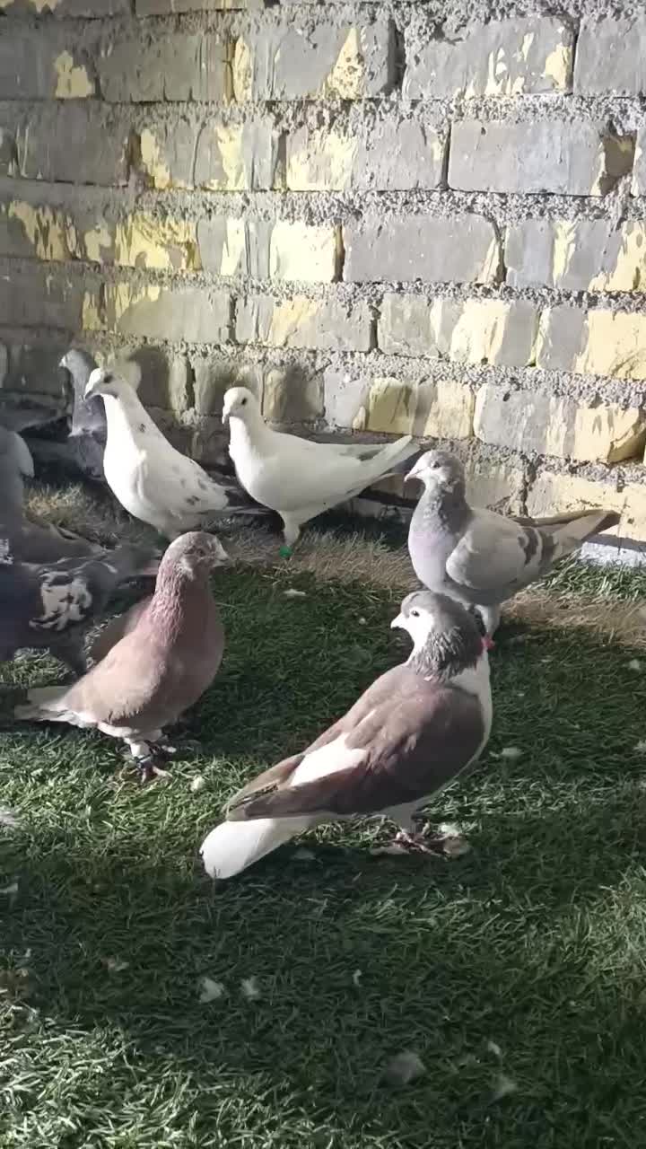 دس کفتری هم بو هوای 18تای|پرنده|شیراز, سعدیه جنوبی|دیوار