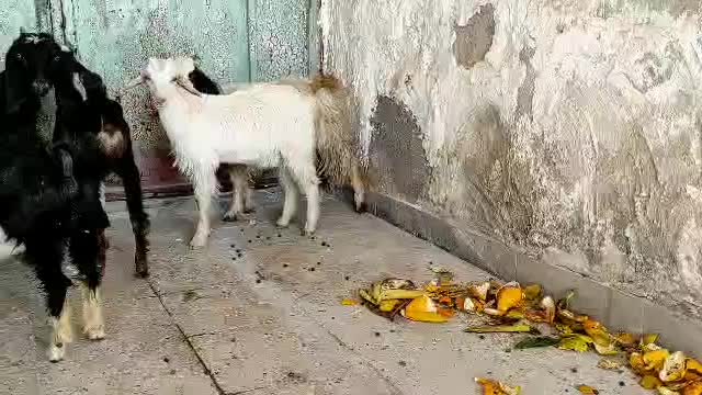 کره ماده چاق|حیوانات مزرعه|بندر کنگان, |دیوار